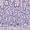 Transmembrane Protein 91 antibody, PA5-62763, Invitrogen Antibodies, Immunohistochemistry frozen image 