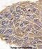 Aldolase, Fructose-Bisphosphate A antibody, abx031666, Abbexa, Immunocytochemistry image 
