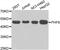 PHD Finger Protein 6 antibody, LS-C349110, Lifespan Biosciences, Western Blot image 