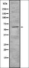 Cytochrome C Oxidase Assembly Homolog COX15 antibody, orb337703, Biorbyt, Western Blot image 