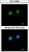 Fibrillarin antibody, GTX113684, GeneTex, Immunocytochemistry image 