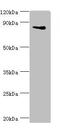 Interleukin Enhancer Binding Factor 3 antibody, LS-C377313, Lifespan Biosciences, Western Blot image 