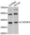 C1q And TNF Related 4 antibody, STJ113603, St John