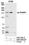 SH3 And Multiple Ankyrin Repeat Domains 3 antibody, A304-178A, Bethyl Labs, Immunoprecipitation image 