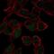 Transcription factor SOX-18 antibody, NBP2-58004, Novus Biologicals, Immunocytochemistry image 