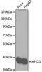 DNA-(apurinic or apyrimidinic site) lyase antibody, GTX35233, GeneTex, Western Blot image 