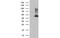 Farnesyl-Diphosphate Farnesyltransferase 1 antibody, MBS533355, MyBioSource, Western Blot image 