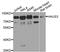 HAUS Augmin Like Complex Subunit 3 antibody, STJ110557, St John