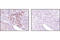 TNF Receptor Associated Factor 1 antibody, 4715T, Cell Signaling Technology, Immunohistochemistry paraffin image 