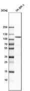 Espin antibody, NBP1-90588, Novus Biologicals, Western Blot image 