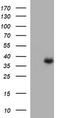 Arginase 2 antibody, LS-C788284, Lifespan Biosciences, Western Blot image 