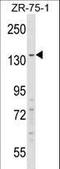 Regulatory Factor X1 antibody, LS-C162557, Lifespan Biosciences, Western Blot image 