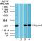 Fas Apoptotic Inhibitory Molecule 2 antibody, PA1-41589, Invitrogen Antibodies, Western Blot image 