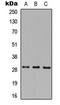 MAF1 Homolog, Negative Regulator Of RNA Polymerase III antibody, LS-B13705, Lifespan Biosciences, Western Blot image 