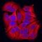 Glycogen Synthase Kinase 3 Alpha antibody, MAB2986, R&D Systems, Immunofluorescence image 
