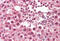 Cullin 1 antibody, MBS247945, MyBioSource, Immunohistochemistry frozen image 
