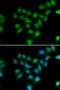 POU Class 2 Homeobox Associating Factor 1 antibody, 22-413, ProSci, Immunofluorescence image 