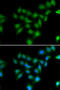 POU domain class 2-associating factor 1 antibody, 22-413, ProSci, Immunofluorescence image 