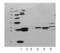 Heme Oxygenase 1 antibody, GTX30748, GeneTex, Western Blot image 