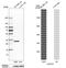 Galectin 3 antibody, HPA003162, Atlas Antibodies, Western Blot image 