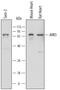 NUAK Family Kinase 1 antibody, MAB6978, R&D Systems, Western Blot image 