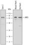 NUAK Family Kinase 1 antibody, MAB6978, R&D Systems, Western Blot image 