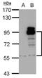 Phosphodiesterase 4D antibody, NBP1-31131, Novus Biologicals, Western Blot image 