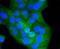 CD8 antibody, A02236, Boster Biological Technology, Immunocytochemistry image 