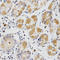 Glutaredoxin antibody, A03392, Boster Biological Technology, Immunohistochemistry frozen image 