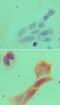 MYD88 Innate Immune Signal Transduction Adaptor antibody, NBP2-27369, Novus Biologicals, Immunofluorescence image 