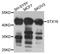 Syntaxin 16 antibody, MBS9128090, MyBioSource, Western Blot image 