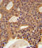 DNA Cross-Link Repair 1B antibody, LS-C167295, Lifespan Biosciences, Immunohistochemistry frozen image 