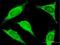 TRA@ antibody, H00028523-B01P, Novus Biologicals, Immunofluorescence image 