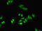 Heterogeneous Nuclear Ribonucleoprotein A1 antibody, orb239501, Biorbyt, Immunocytochemistry image 