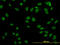 TATA-Box Binding Protein Associated Factor 11 antibody, LS-C133465, Lifespan Biosciences, Immunofluorescence image 