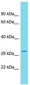 GSG1 Like antibody, TA335001, Origene, Western Blot image 