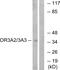 Olfactory Receptor Family 3 Subfamily A Member 3 antibody, GTX87204, GeneTex, Western Blot image 