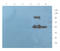 Serpin Family A Member 3 antibody, orb129738, Biorbyt, Western Blot image 