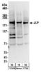 Sperm Associated Antigen 9 antibody, NB100-79794, Novus Biologicals, Western Blot image 