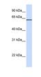 Integrin Alpha FG-GAP Repeat Containing 1 antibody, orb325528, Biorbyt, Western Blot image 