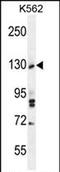 Tau Tubulin Kinase 2 antibody, PA5-71648, Invitrogen Antibodies, Western Blot image 