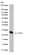 TIMP Metallopeptidase Inhibitor 3 antibody, 710404, Invitrogen Antibodies, Western Blot image 