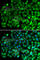 SH3 Domain Containing GRB2 Like, Endophilin B1 antibody, A7104, ABclonal Technology, Immunofluorescence image 