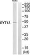 Synaptotagmin 13 antibody, TA315676, Origene, Western Blot image 