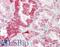 Siglec-15 antibody, LS-B8808, Lifespan Biosciences, Immunohistochemistry paraffin image 