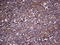 Sorting Nexin 12 antibody, LS-C339330, Lifespan Biosciences, Immunohistochemistry paraffin image 