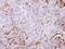 AIF1 antibody, PA5-27436, Invitrogen Antibodies, Immunohistochemistry paraffin image 