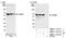 KH RNA Binding Domain Containing, Signal Transduction Associated 1 antibody, NBP1-19151, Novus Biologicals, Western Blot image 