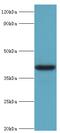 Alcohol Dehydrogenase 4 (Class II), Pi Polypeptide antibody, MBS1499152, MyBioSource, Western Blot image 