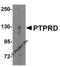 Protein Tyrosine Phosphatase Receptor Type D antibody, 6875, ProSci, Western Blot image 
